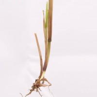 Italian Rye-grass